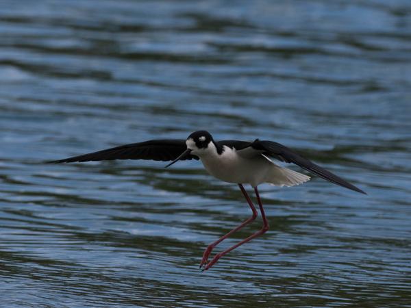 <h3><a href="/trips/Tucson_2023/biota/animalia/chordata/aves/024 charadriiformes/008 recurvirostridae/himantopus mexicanus/himantopus mexicanus-nl.html">Himantopus&nbsp;mexicanus</a> / Black‑necked&nbsp;stilt / Amerikaanse&nbsp;steltkluut</h3>OM-1 met M.300mm F4.0 + MC-14, 1/3200 sec  bij F5.6, ISO 500, afstand 27.3&nbsp;m